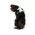 Arcadia Trail® Light Weight Dog Harness Reflective Material for Improved Low Light Visibility image thumbnail 2