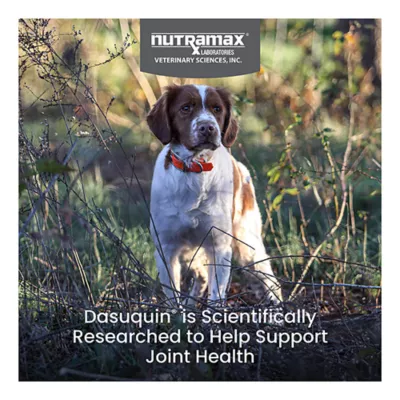 Product Nutramax Dasuquin with MSM, Joint Health Supplement, Chewable Tablets, 150 Count