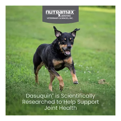 Product Nutramax Dasuquin for Small to Medium Dogs, Joint Health Supplement, Chewable Tablets