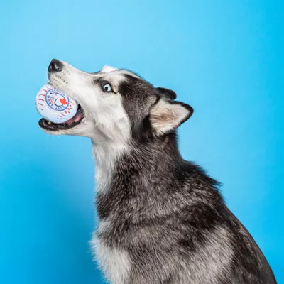 Product Pawty Animals Toronto Woofjays Plush Dog Toy