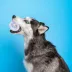 Pawty Animals Toronto Woofjays Plush Dog Toy image thumbnail 2