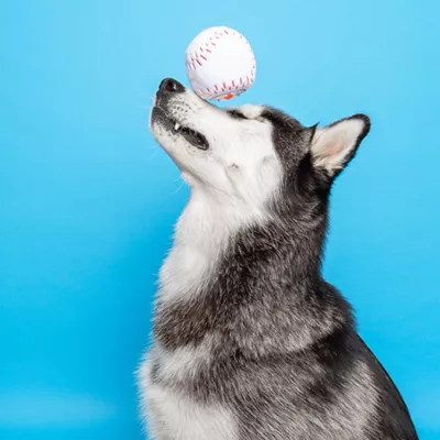 Product Pawty Animals Toronto Woofjays Plush Dog Toy