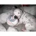 Pawty Animals Toronto Woofjays Plush Dog Toy image thumbnail 4