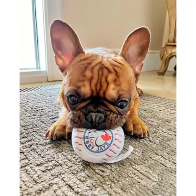 Product Pawty Animals Toronto Woofjays Plush Dog Toy