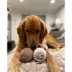 Pawty Animals Toronto Woofjays Plush Dog Toy image thumbnail 8