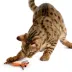 SmartyKat Teasin' Tiger image thumbnail 5