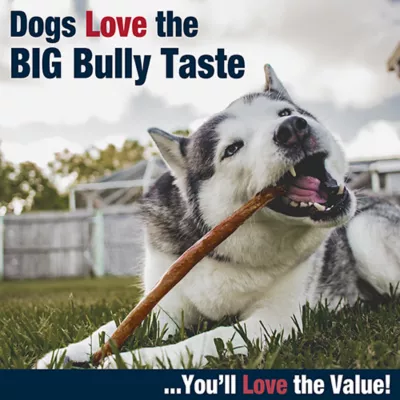 Cadet Bully Hide Sticks All-Nautral Dog Chews Small Bully Stick Small (5 Count) - Image 6