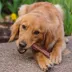 Cadet Large Bully Sticks Large - 5 Count, 6.25 Oz. image thumbnail 3