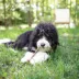 Barkworthies Odor Free Long Lasting Bully Stick Dog Chew 12" - 1 Count image thumbnail 4