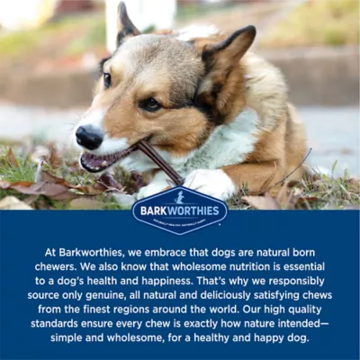 Barkworthies Small Dog Bully Sticks, Odor Free Long Lasting Chews 4" - 4 Oz - Image 4