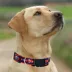 Pets First New York Islanders Satin Collar image thumbnail 4