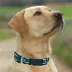 Pets First New York Jets Satin Collar image thumbnail 4