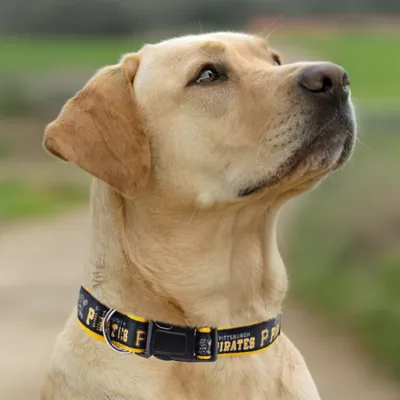 Pets First MLB Pittsburgh Pirates Satin Dog Collar - Image 4
