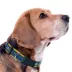 Pets First NHL St.Louis Blues Satin Dog Collar image thumbnail 3