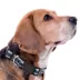 Pets First MLB Tampa Bay Rays Satin Dog Collar image thumbnail 3