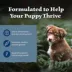 Blue Buffalo Wilderness High Protein Puppy Dry Dog Food - Chicken Free Formula, Lamb image thumbnail 4