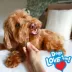 Nylabone Nubz Chicken Dog Chew Treats Small - 16 Count image thumbnail 3