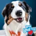 Nylabone Nubz Chicken Dog Chew Treats Large - 12 Count image thumbnail 3