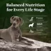 Blue Buffalo Wilderness High Protein Large Breed Adult Dry Dog Food - Grain Free, Salmon image thumbnail 8