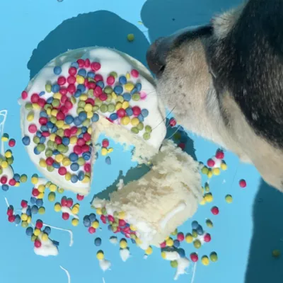 Puppy Cake All Life Stages Birthday Dog Treat - 4 oz - Image 4