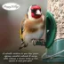 Happy Wings Sunflower Hearts & Chips Wild Bird Food image thumbnail 6