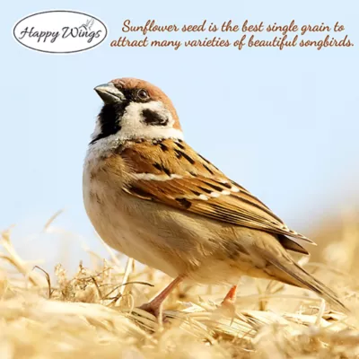 Happy Wings Black Oil Sunflower Seed - Image 5