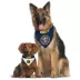 Pets First Denver Nuggets Reversible Bandana image thumbnail 2