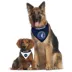 Pets First Minnesota Timberwolves Reversible Bandana image thumbnail 2