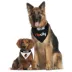 Pets First Portland Trailblazers Reversible Bandana image thumbnail 2