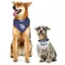 Pets First Tampa Bay Rays Reversible Bandana image thumbnail 2