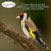 Happy Wings Finch Blend Wild Bird Food image thumbnail 4
