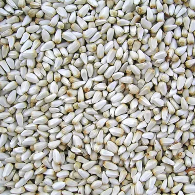 Happy Wings Safflower Seeds - Image 3