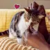 Temptations Wacky Blasts Adult Cat Treats Nautical 'Nip Flavour image thumbnail 6