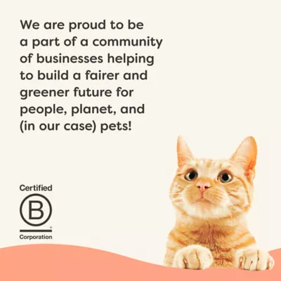 Applaws Vitality All Life Stages Cat Dry Food - High Protein, Grain Free, Chicken & Salmon, 2 LB - Image 8