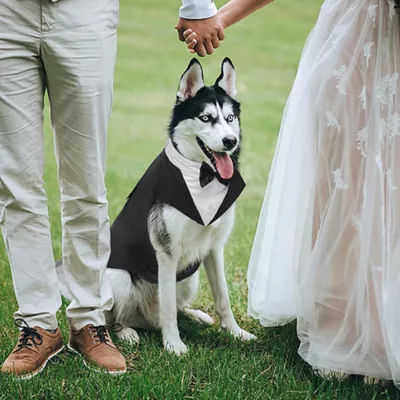 Product Kuoser Dog Tuxedo