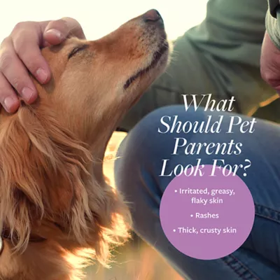 Product Veterinary Formula Clinical Care Antiparasitic & Antiseborrheic Medicated Shampoo For Dogs, 16 Fl Oz