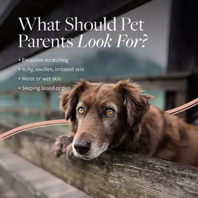 Product Veterinary Formula Clinical Care Hot Spot & Itch Relief Medicated Shampoo for Dogs & Cats, 16 Fl Oz