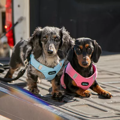 Gooby Easy Fit 2 Harness - Image 4