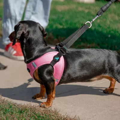 Gooby Easy Fit 2 Harness - Image 4