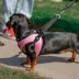 Gooby Easy Fit 2 Harness image thumbnail 5