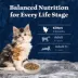 Blue Buffalo Wilderness Kitten Dry Food - Grain Free, Salmon image thumbnail 8