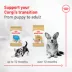 Royal Canin Breed Health Nutrition Corgi Puppy Dry Dog Food image thumbnail 5