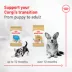 Royal Canin Breed Health Nutrition Corgi Puppy Dry Dog Food image thumbnail 5