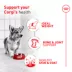Royal Canin Breed Health Nutrition Corgi Adult Dry Dog Food image thumbnail 2