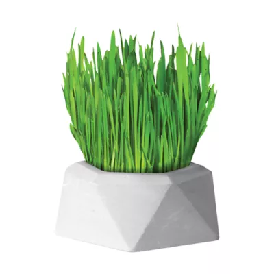 Penn Plax Home Grown Greens - Wheatgrass Grow Kit - Image 1