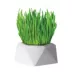 Penn Plax Home Grown Greens - Wheatgrass Grow Kit image thumbnail 1