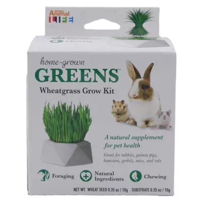 Penn Plax Home Grown Greens - Wheatgrass Grow Kit - Image 2
