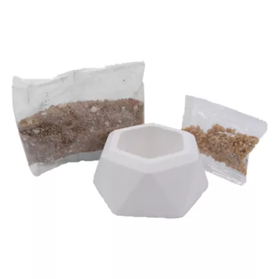 Penn Plax Home Grown Greens - Wheatgrass Grow Kit - Image 5