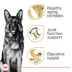 Royal Canin Breed Health Nutrition German Sheperd Senior 5+ Dry Dog Food image thumbnail 3