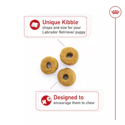 Royal Canin Breed Health Nutrition Labrador Retriever Puppy Dry Dog Food - Image 6